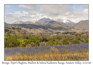 Borage, Viper's Bugloss, Mullein & Inland Kaikoura Range