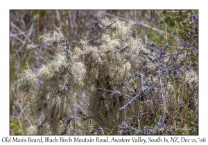 Old Man's Beard