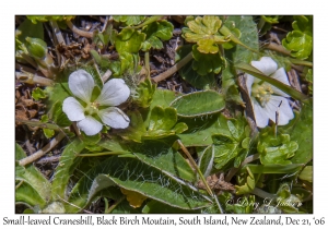 Small-leaved Cranesbill