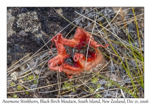 Anemone Stinkhorn