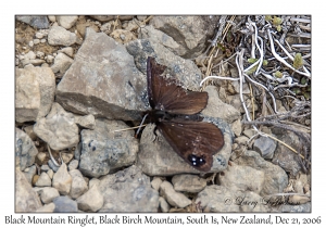 Black Mountain Ringlet