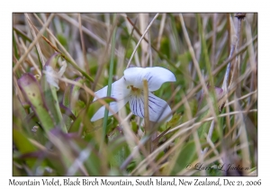 Mountain Violet