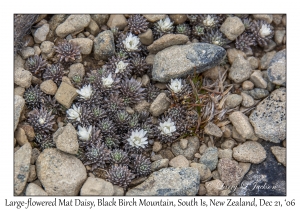 Large-flowered Mat Daisy