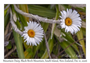 Mountain Daisy