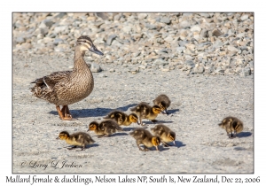 Mallard female & ducklings