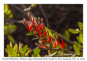 Scarlet Mistletoe