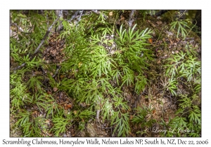 Scrambling Clubmoss