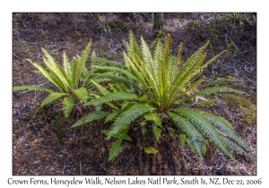 Crown Fern