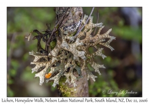 Unknown Lichen