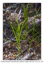 Grass-leaved Greenhood