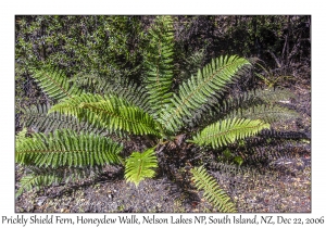 Prickly Shield Fern