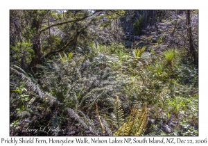 Prickly Shield Fern