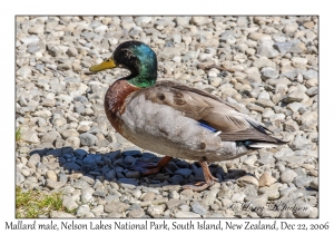 Mallard male