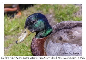 Mallard male