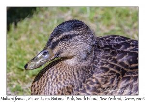 Mallard female