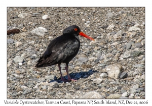 Variable Oystercatcher