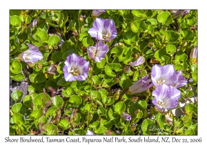 Shore Bindweed