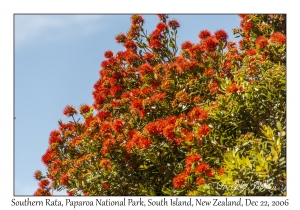 Southern Rata