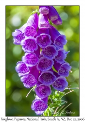 Foxglove