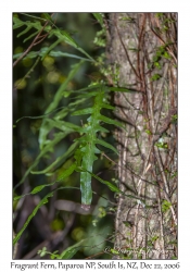 Fragrant Fern