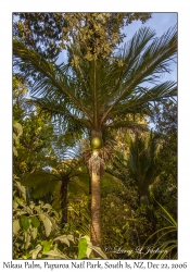 Nikau Palm