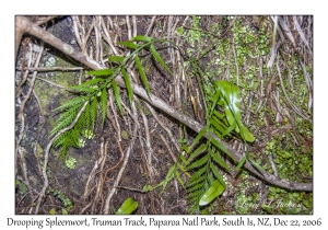 Drooping Spleenwort