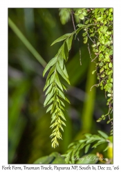 Fork Fern