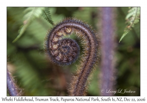 Wheki Fiddlehead