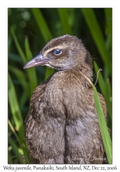 Weka juvenile