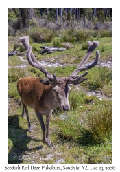 Scottish Red Deer