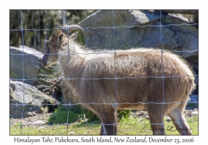 Himalayan Tahr