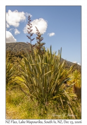 New Zealand Flax