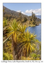 Cabbage Tree