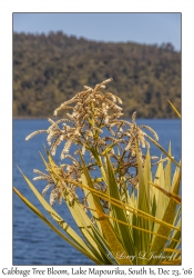 Cabbage Tree Bloom