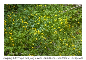 Creeping Buttercup