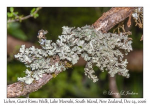 Lichen