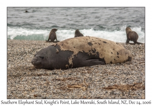 Southern Elephant Seal