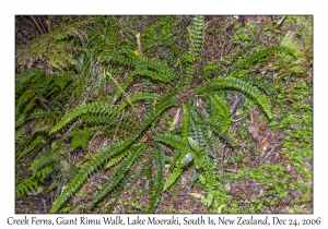 Creek Fern