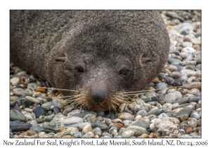 New Zealand Fur Seal