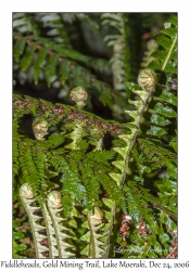 Crown Fern Fiddleheads