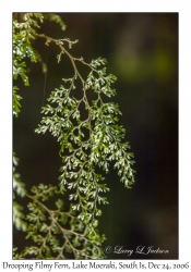 Drooping Filmy Fern