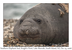 Southern Elephant Seal