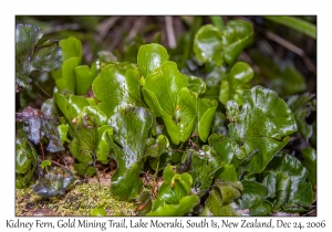 Kidney Fern