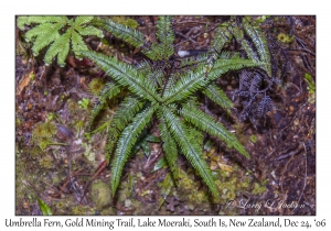 Umbrella Fern