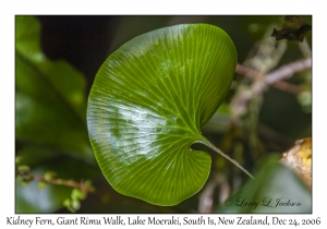 Kidney Fern