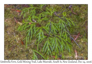 Umbrella Fern