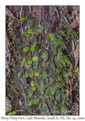 Shiny Filmy Fern