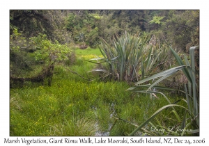 Marsh Vegetation