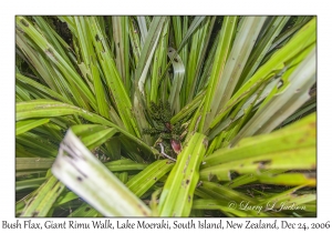 Bush Flax