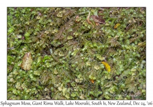 Sphagnum Moss